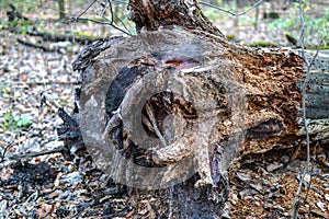 The stump of some decayed old fallen tree in the forest