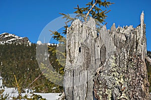 Stump structure detail with a green plants background