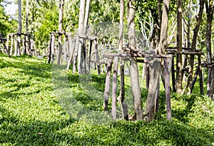 Stump surround the tree
