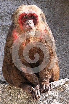 Stump-tailed macaque