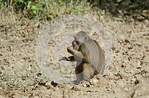 Stump-tailed macaque Macaca arctoides