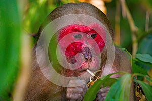 Stump-Tailed Macaque, Macaca arctoides, Gibbon wildlife sanctuary