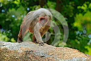 Stump-tailed macaque, Macaca arctoides, monkey from Thailand, Asia. Red face animal walking on stone in the tropic forest. Monkey