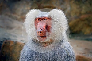 Stump-tailed macaque, Macaca arctoides, monkey from Thailand, Asia. Red face animal walking on stone in the tropic forest. Monkey