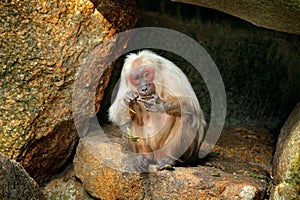 Stump-tailed macaque, Macaca arctoides, monkey from Thailand, Asia. Red face animal walking on stone in the tropic forest. Monkey