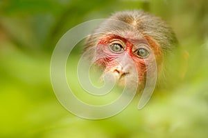 Stump-tailed macaque with a red face in green jungle