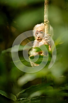 Stump-tailed macaque with a red face in green jungle