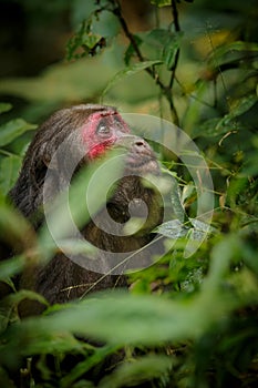 Stump-tailed macaque with a red face in green jungle