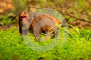 Stump-tailed macaque with red face in green jungle/wild monkey in the beautiful indian jungle/gibbon wildlife sanctuary in India