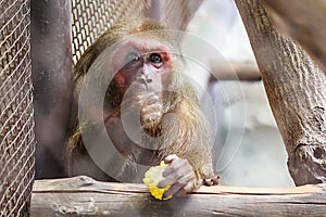 Stump-tailed mascaque monkey