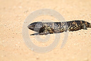 Stump-tailed skink