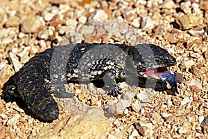 Stump Tailed Skink, tiliqua rugosa, Adult with Open Mouth and Tongue Out, Australia