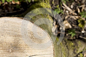 Stump taken from the top