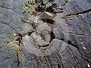 Stump. texture. background.