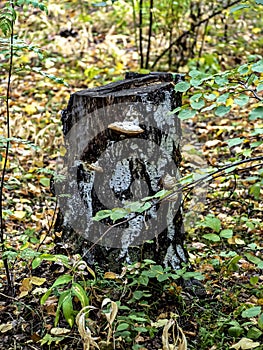 stump with tinder boxes in the forest