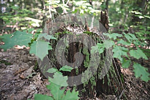 a stump from a tree cut down by loggers in the forest is covered with moss