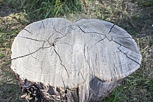 Stump from a tree with a double trunk