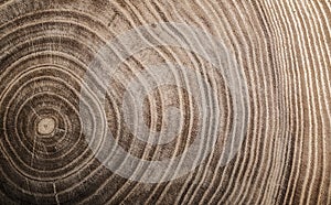 Stump of tree felled - section of the trunk with annual rings.