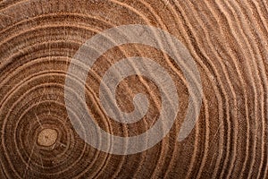 Stump of tree felled - section of the trunk with annual rings. Slice wood. Wood texture on a tree cut