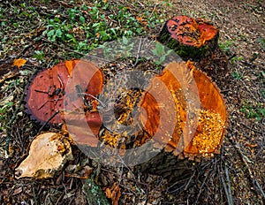Stump valuable tree alders. Cutting valuable species of trees un