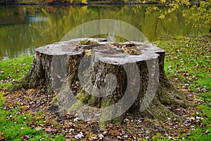 Large Stump On The Bank Of The Kalamazoo River