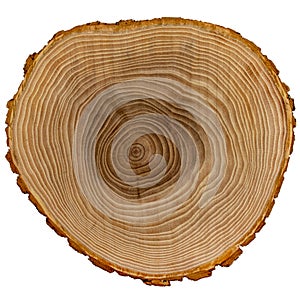Stump wood cross section isolated on white background. Tree trunk close-up. Circular aging lines, very good details.