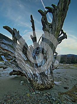 Stumped large tree trunk on the beach