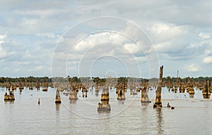 Stumps of bald cypress trees rise out of water in Atchafalaya basin