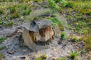 Stumps from cut down trees in forest