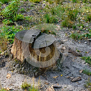 Stumps from cut down trees in forest