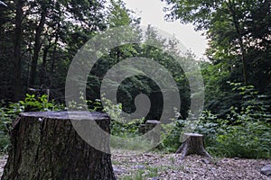 Stumps in the forest. Cut tree barks in the middle of the woods