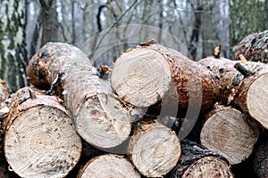 Stumps in the forest