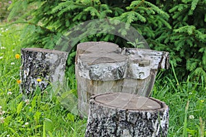 Stumps among green grass