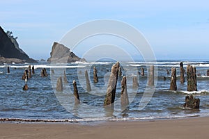 Stumps of Mystery on Oregon Coast