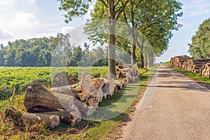 Stumps and sawn tree trunks on the edge of a country road