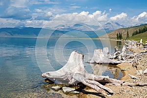 Stumps on the shore of Lake Hovsgol.