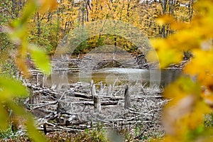 Stumps and snags around the lake in forest