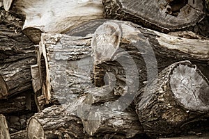 Stumps tree background. Cross section stumps tree background.