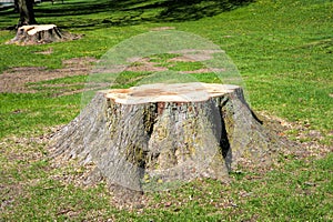 Stumps of trees felled