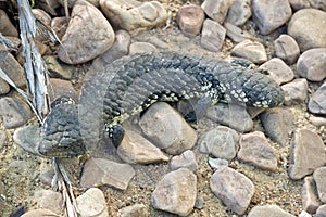 Stumpy tailed lizard or shingleback lizard