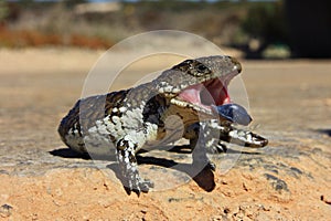 Stumpy tailed lizard