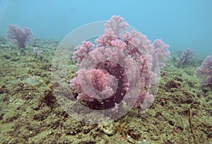 Stuning Soft Coral at Gili Asahan