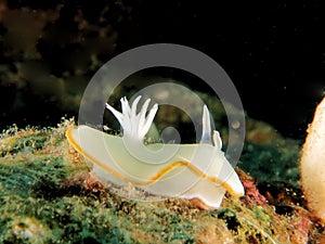 Stuning white nudibrand on hard coral