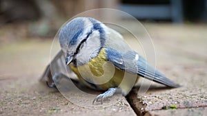 Stunned Bluetit Bird.