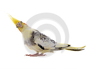 Stunned cockatiel parrot isolated