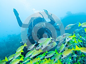 Stunned diver among a rapidly passing flock of blue-striped snapper fish at the bottom of the Indian Ocean