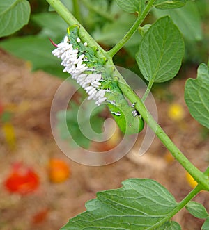 A Stunned Tomato / Tobacco Hornworm as host to parasitic braconid wasp eggs
