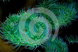 Vibrant Abundance Of Blue and Green Sea Anemones photo
