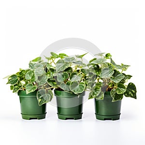 Stunning Adonna Khare Inspired Potted Ivy Plants On White Background