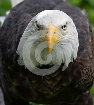 Stunning Adult Bald Eagle Portrait